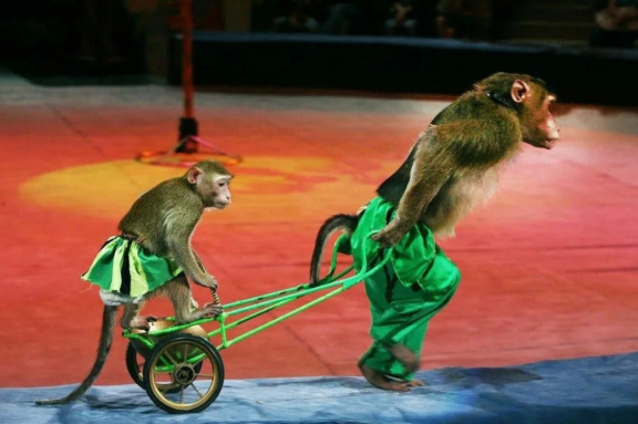 ЦИРК с участием артистов МОСКОВСКОГО ЦИРКА им.ЮРИЯ НИКУЛИНА НА ЦВЕТНОМ БУЛЬВАРЕ "Тайна Волшебной Звезды" ГЛАВНАЯ ЁЛКА РЕСПУБЛИКИ