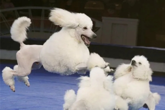 &TScy;&icy;&rcy;&kcy; &zcy;&vcy;&iecy;&zcy;&dcy;&ycy; &Mcy;&ocy;&ncy;&tcy;&iecy;-&Kcy;&acy;&rcy;&lcy;&ocy; &scy; &ucy;&chcy;&acy;&scy;&tcy;&icy;&iecy;&mcy; &acy;&rcy;&tcy;&icy;&scy;&tcy;&ocy;&vcy; &Mcy;&Ocy;&Scy;&Kcy;&Ocy;&Vcy;&Scy;&Kcy;&Ocy;&Gcy;&Ocy; &TScy;&Icy;&Rcy;&Kcy;&Acy; &icy;&mcy;&iecy;&ncy;&icy; &YUcy;&Rcy;&Icy;&YAcy; &Ncy;&Icy;&Kcy;&Ucy;&Lcy;&Icy;&Ncy;&Acy;