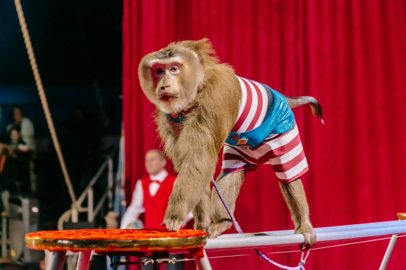 ЦИРК с участием артистов МОСКОВСКОГО ЦИРКА им.ЮРИЯ НИКУЛИНА НА ЦВЕТНОМ БУЛЬВАРЕ "Тайна Волшебной Звезды" ГЛАВНАЯ ЁЛКА РЕСПУБЛИКИ