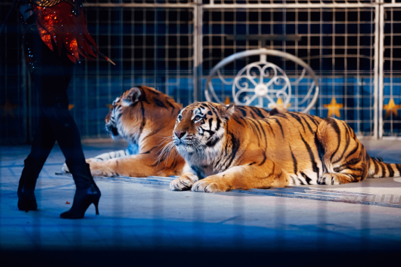 &TScy;&icy;&rcy;&kcy; "&Kcy;&ocy;&lcy;&icy;&zcy;&iecy;&ucy;&mcy;" &gcy;&period; &Ucy;&fcy;&acy;