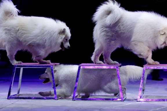 ЦИРК с участием артистов МОСКОВСКОГО ЦИРКА им.ЮРИЯ НИКУЛИНА НА ЦВЕТНОМ БУЛЬВАРЕ "Тайна Волшебной Звезды" ГЛАВНАЯ ЁЛКА РЕСПУБЛИКИ