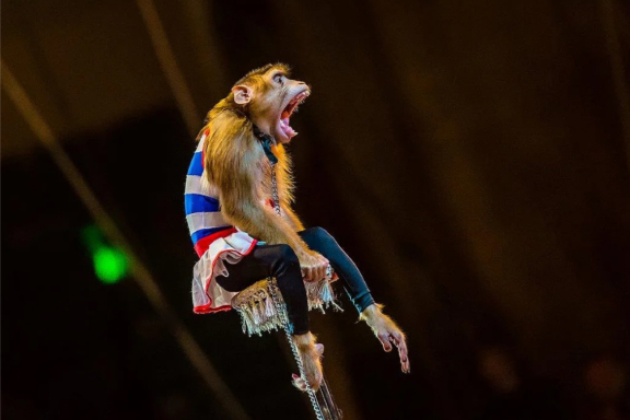 ЦИРК с участием артистов МОСКОВСКОГО ЦИРКА им.ЮРИЯ НИКУЛИНА НА ЦВЕТНОМ БУЛЬВАРЕ "Тайна Волшебной Звезды" ГЛАВНАЯ ЁЛКА РЕСПУБЛИКИ